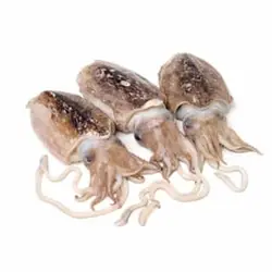 ماهی مرکب cuttlefish (صادراتی) - هرمز ماهی