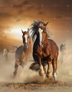 تابلو عکس دویدن اسب