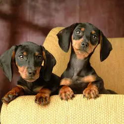 عروسک سگ طبیعی نژاد داشهوند سایز 30 سانتیمتر - عروسک پولیشی | فروش اسباب بازی