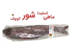 ماهی سفید شور