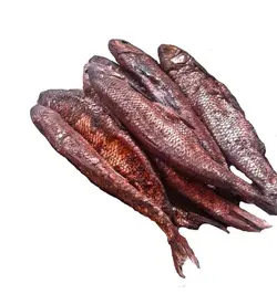 ماهی سفید شور