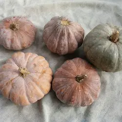 کدوی انجیری