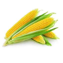 فلش مموری ذرت Corn - فروشگاه جاهد (jahedshop)
