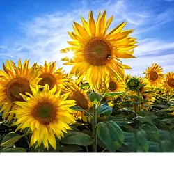 فلش مموری گل آفتابگردان Sunflower - فروشگاه جاهد (jahedshop)
