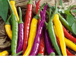 فلش مموری فلفل قرمز Red Pepper - فروشگاه جاهد (jahedshop)