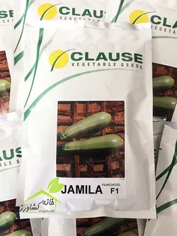 کدو سبز جمیلا