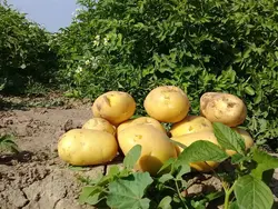 سیب زمینی جنوب تازه