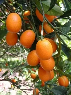 میوه و سبزیجات