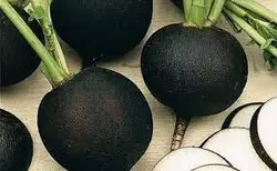 ترپ سیاه