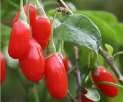 میوه و سبزیجات