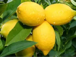 میوه و سبزیجات