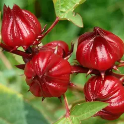 میوه و سبزیجات