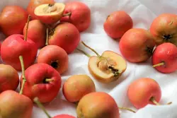 میوه و سبزیجات