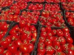 گوجه فرنگی رُبی زنجان-25 کیلویی - گوجه فرنگی رُبی زنجان