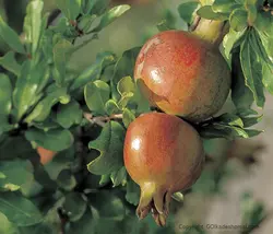 میوه و سبزیجات