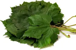 برگ مو