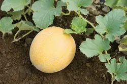 میوه و سبزیجات