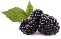 میوه و سبزیجات