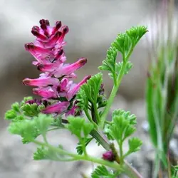 عرق شاه تره تکتم 1 لیتری