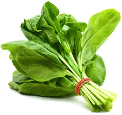 اسفناج