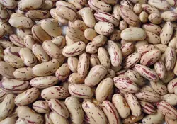 لوبیا چیتی ایرانی