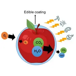 اهمیت پوشش های خوراکی در نگهداری میوه ها و سبزیجات و بررسی انواع و کاربرد آن ها