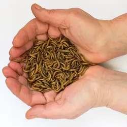 پتانسیل و چالش های حشرات خوراکی