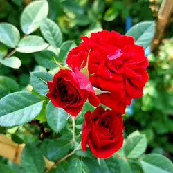 اسانس خوشبو کننده گل رُز ( Secret Rose )