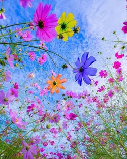 اسانس خوشبو کننده بیگ باس ( Big Boss )