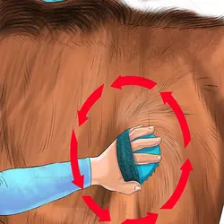 قشو پلاستیکی صدفی