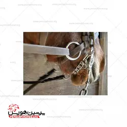 زنجیر هویزه