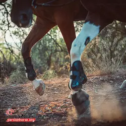 تاندون بند فوگانزا