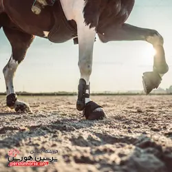 تاندون بند فوگانزا