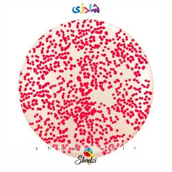 بوبو بالن پولکی قرمز