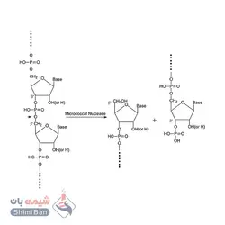 نوکلئاز میکروکوکال (Nuclease micrococcal )