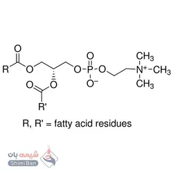 L-α-فسفاتیدیل کولین(L-α-Phosphatidylcholine)