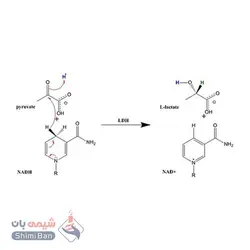 L- لاکتیک دهیدروژناز از ماهیچه خرگوش(L-Lactic Dehydrogenase from rabbit muscle)