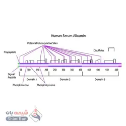 آلبومین(Albumin from human serum)