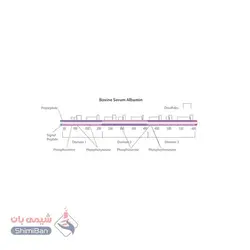 آلبومین Albumin