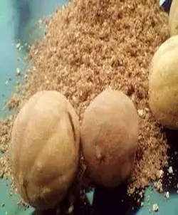 پودر لیمو