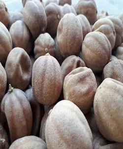 لیمو عمانی