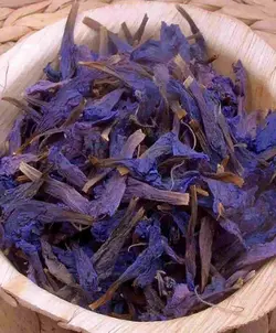 گل گاوزبان