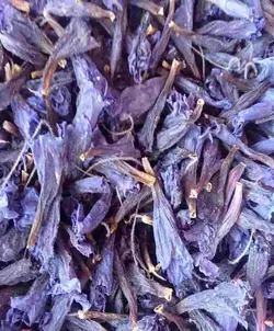 گل گاوزبان
