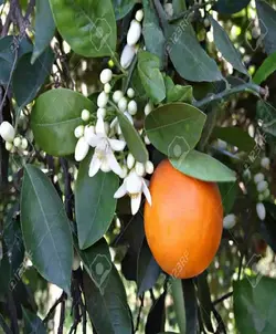 بهارنارنج