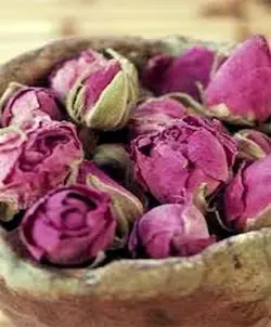 غنچه گل سرخ