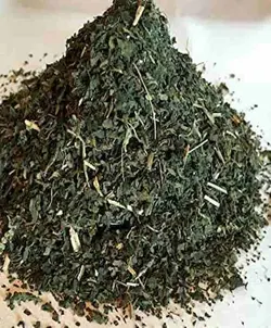 گزنه