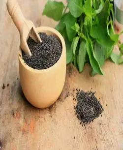 تخم ریحان