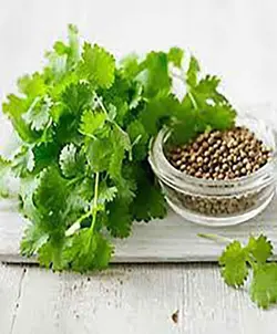 تخم گشنیز