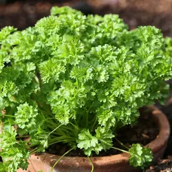 بذر جعفری فرنگی ( بذر اورجینال خارجی ) - فروشگاه باغ بذر