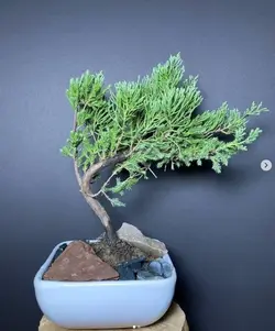 بونسای سرو ژونی پروس‌ - فروشگاه باغ بذر